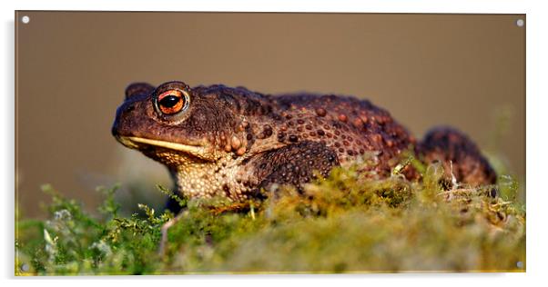   Toad Acrylic by Macrae Images