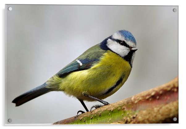     Blue Tit Acrylic by Macrae Images