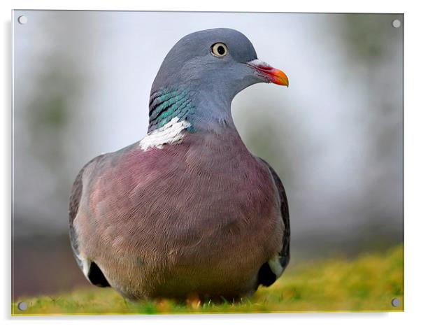  Wood pigeon Acrylic by Macrae Images