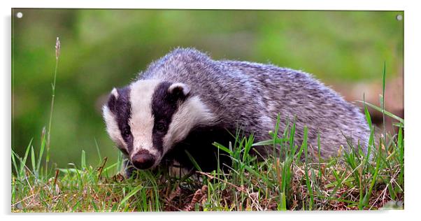   Badger Acrylic by Macrae Images