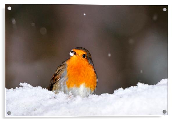  Robin in the Snow Acrylic by Macrae Images