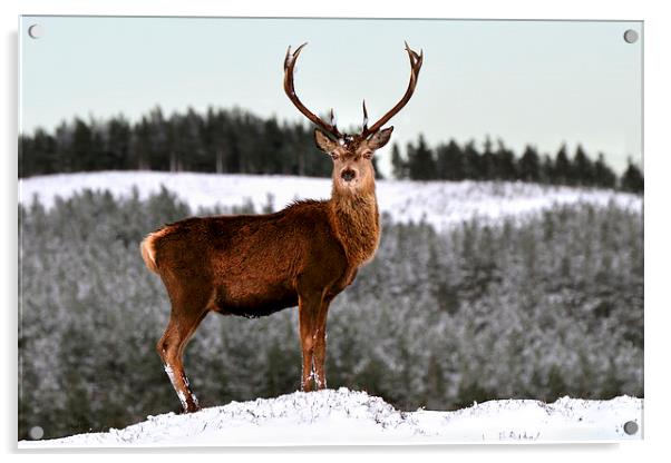   Red Deer Stag Acrylic by Macrae Images