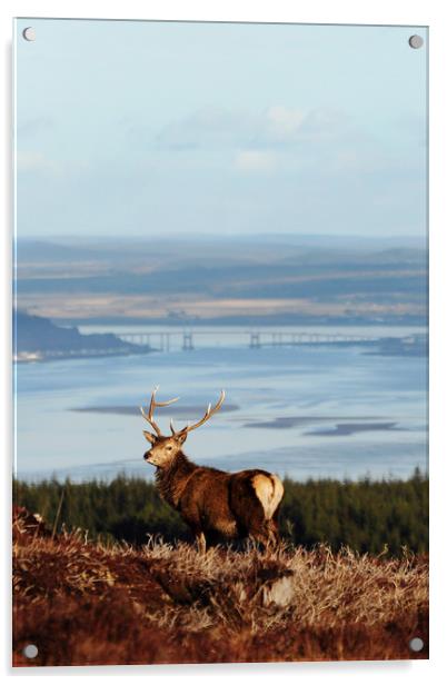 Stag Overlooking the Beauly Firth and Inverness Acrylic by Macrae Images