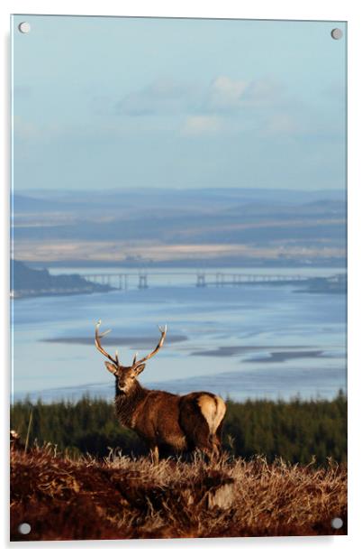Stag Overlooking the Beauly Firth and Inverness Acrylic by Macrae Images