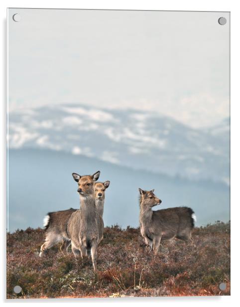 Sika Deer Acrylic by Macrae Images