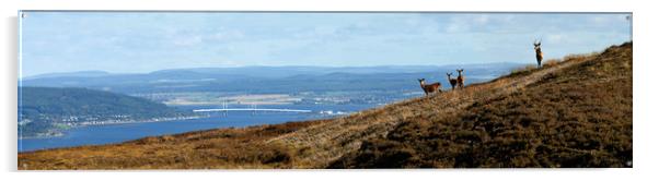 Red Deer Overlooking the Beauly Firth  Acrylic by Macrae Images