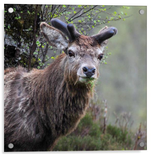  Red Deer Stag  Acrylic by Macrae Images