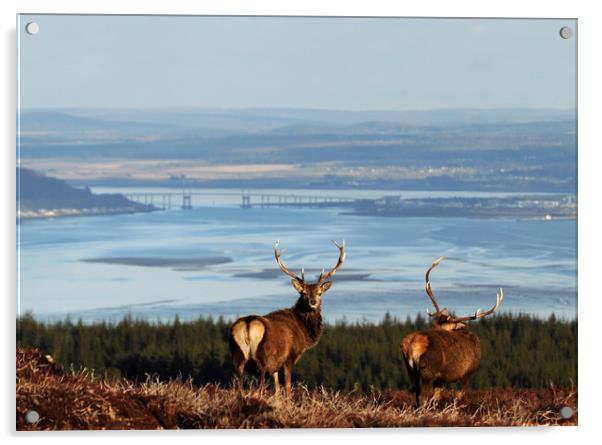 Stags Above the Beauly Firth and Inverness Acrylic by Macrae Images