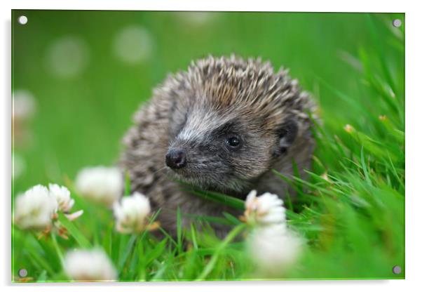 Hedgehog Acrylic by Macrae Images