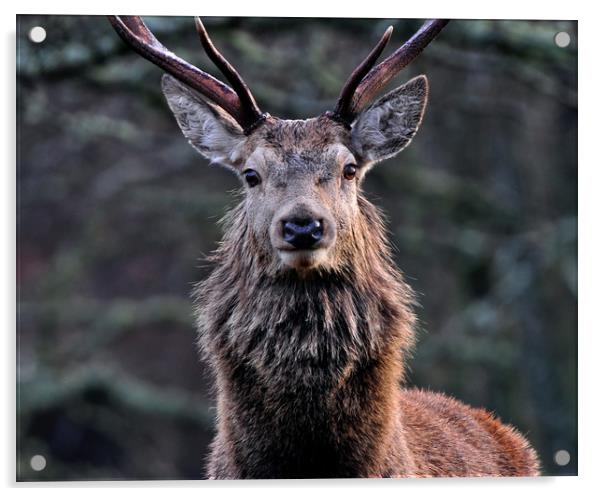 Red Deer Stag  Acrylic by Macrae Images