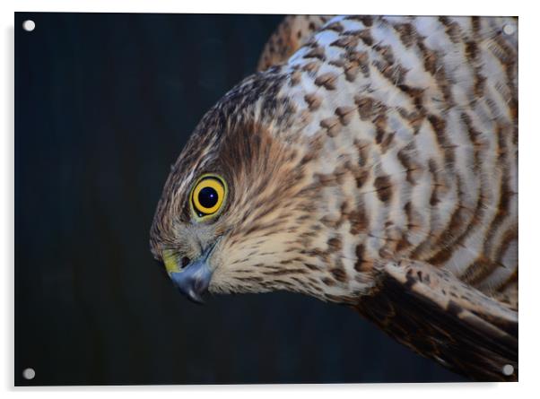 Sparrowhawk Acrylic by Macrae Images