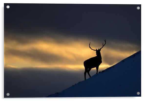 Stag Silhouette Acrylic by Macrae Images