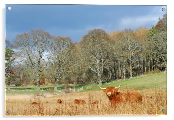 Highland Cow Acrylic by Macrae Images