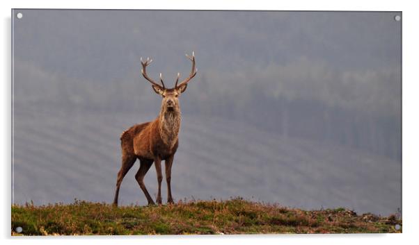 Red Deer Stag Acrylic by Macrae Images