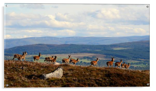 Red Deer  Acrylic by Macrae Images