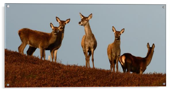 Red Deer in the Highlands  Acrylic by Macrae Images