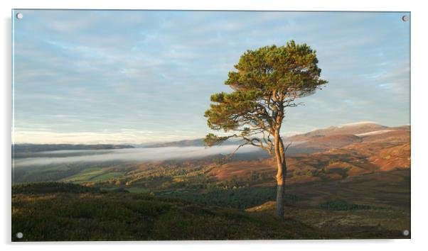 Scots Pine Acrylic by Macrae Images