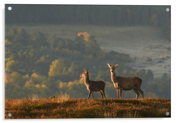 Red Deer in the Highlands  Acrylic by Macrae Images