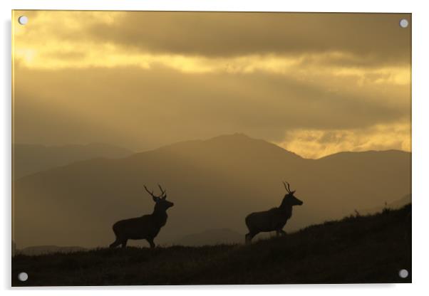 Stags Silhouette Acrylic by Macrae Images