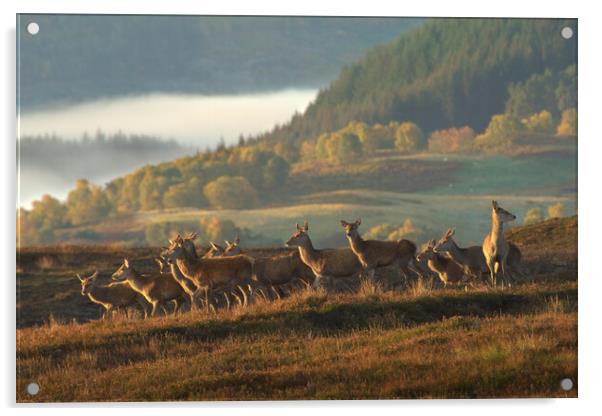 Red Deer Scotland Acrylic by Macrae Images