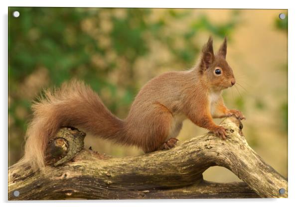 Red Squirrel Acrylic by Macrae Images