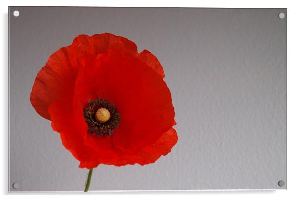 Remembrance poppy Acrylic by andrew hall
