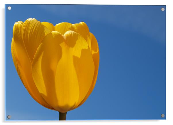 Yellow Tulip Acrylic by andrew hall
