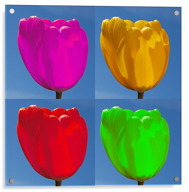 Tulip Four Colour Acrylic by andrew hall