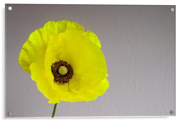 Welsh Poppy Acrylic by andrew hall