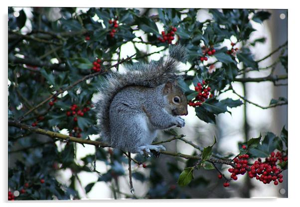 Winter Squirrel Acrylic by Rebecca Briggs