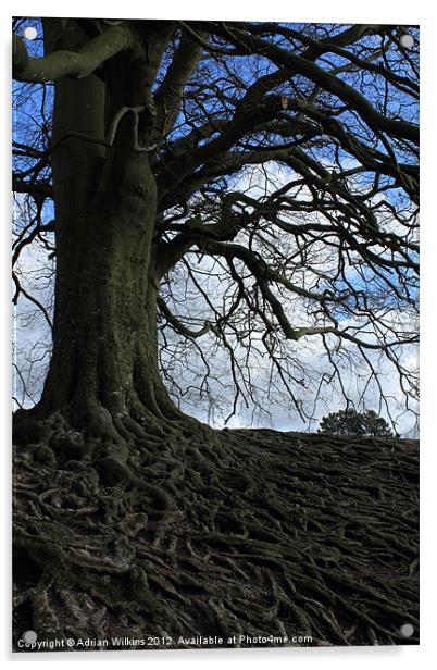 Beech Roots Acrylic by Adrian Wilkins