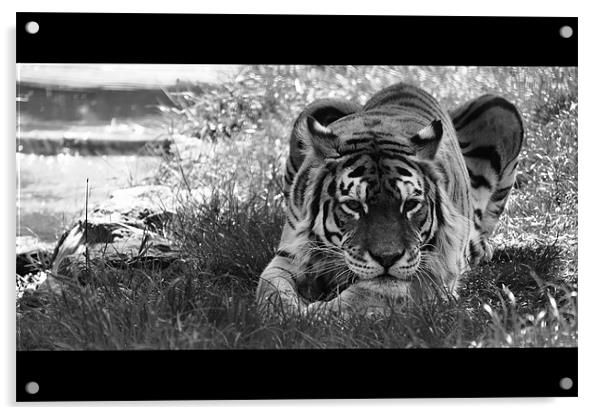 Tiger Stream Acrylic by Adrian Wilkins