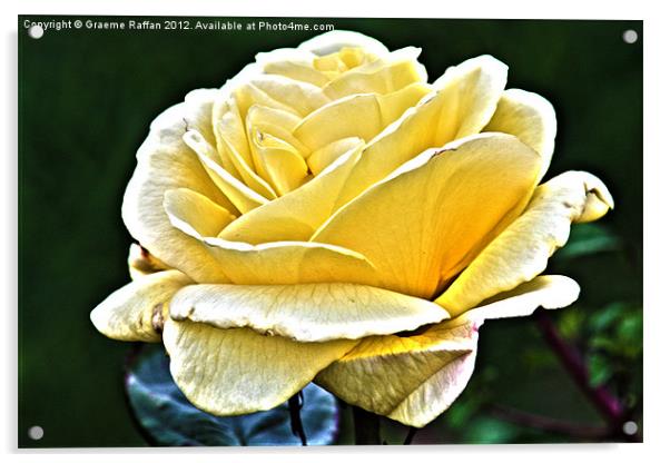 Yellow Rose Acrylic by Graeme Raffan