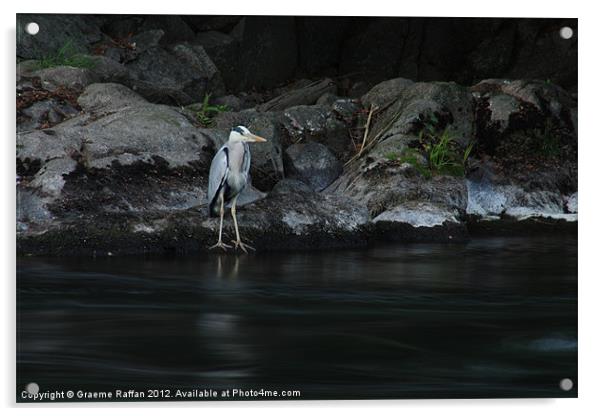 Heron at River Don Acrylic by Graeme Raffan