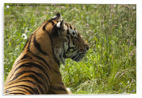 Amur Tiger grazing Acrylic by Graeme Raffan