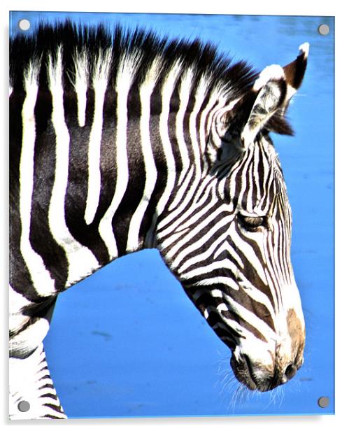 Zebra Acrylic by Sandy Jane Raffan
