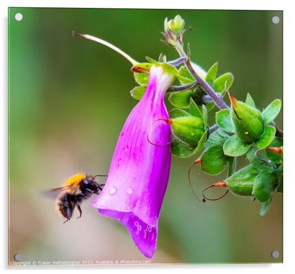 Busy Bee Acrylic by Fraser Hetherington