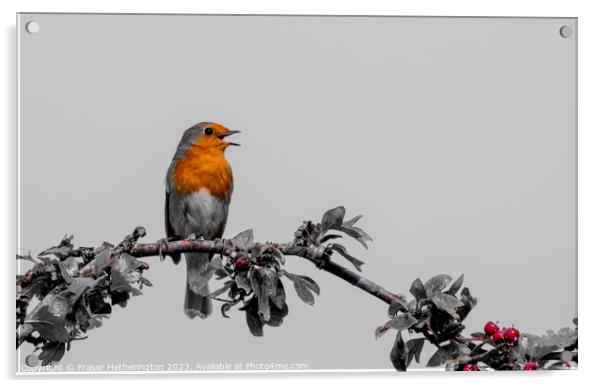 Singing Robin Acrylic by Fraser Hetherington