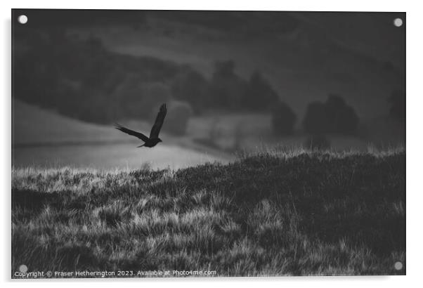The Raven Acrylic by Fraser Hetherington