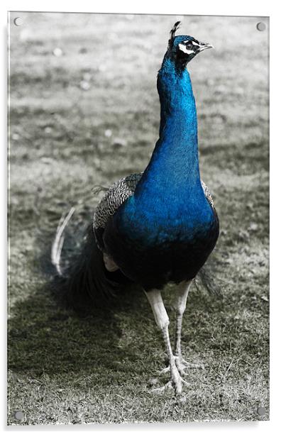 Pretty as a Peacock Acrylic by Fraser Hetherington