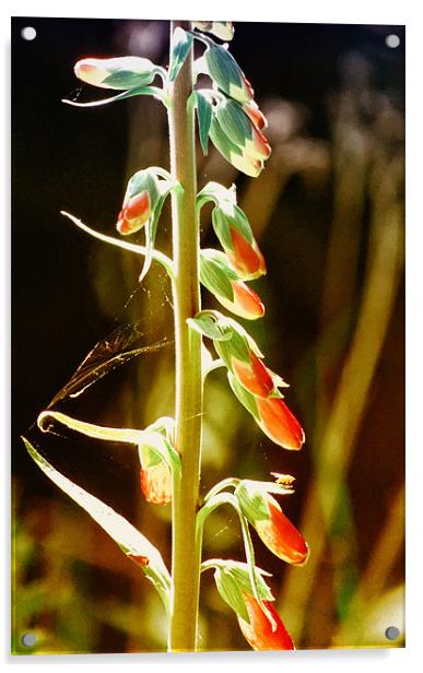 Budding Glovely Acrylic by Fraser Hetherington