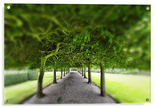 Tree Gazebo Acrylic by Fraser Hetherington
