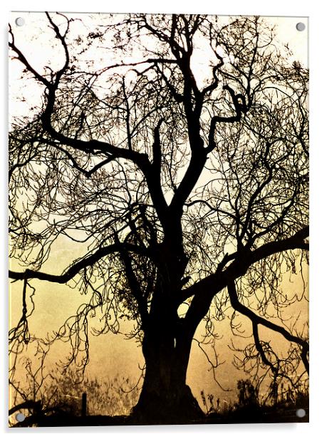 Silhouetted Tree Acrylic by Fraser Hetherington
