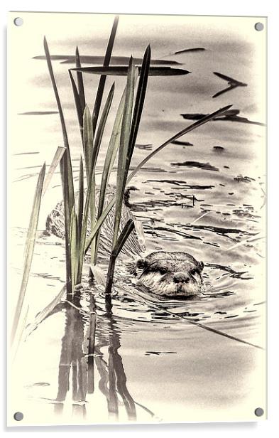 River Otter Acrylic by Fraser Hetherington