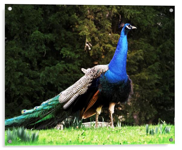 Proud Peacock Acrylic by Fraser Hetherington
