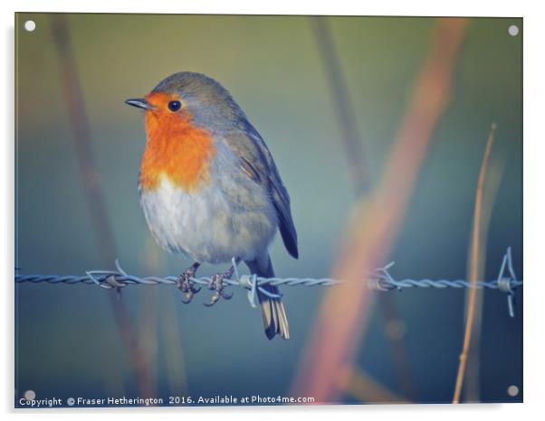 Robin on the Wire Acrylic by Fraser Hetherington