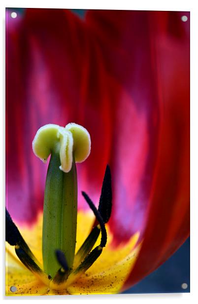  Tulip Interior  Acrylic by Matt Durrance