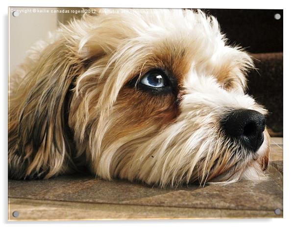 Holly Dog Acrylic by kailie canadas rogers