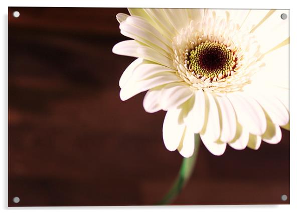 Gerbera white flower closeup Acrylic by Charlotte Anderson