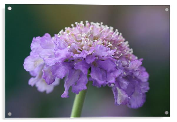 Closeup purple flower - Scabious Acrylic by Charlotte Anderson